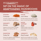 Mushroom Chicory Classic M6A85